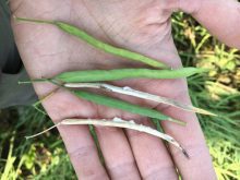Canola pods infected with sclerotinia.
