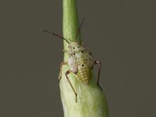 lygus bug