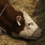 (Photo courtesy Canada Beef Inc.)
