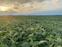 Vyconic soybeans are expected to be released in Canada for the 2027 growing season.