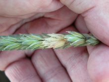 Fusarium head blight symptoms in wheat. The key target for fungicidal treatments will always be the head tissue.