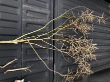 Canola plant with verticillium stripe symptoms.