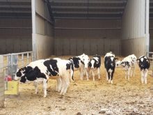 It’s a good idea to keep walking your heifer pens and assessing their body conditions at all stages of development.