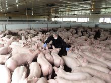 Diseases like African swine fever have increased the need for biosecurity preparedness in Canada. PHOTO: CANADIAN PORK COUNCIL
