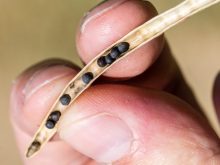 Of course it’s important not to choose your canola seed based solely on cost -- but the opposite can also hold true.