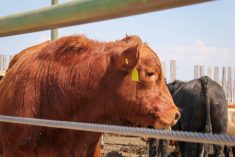 Using technical analysis for feeder cattle marketing