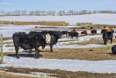 Cattle market volatility increases as tariff uncertainty continues