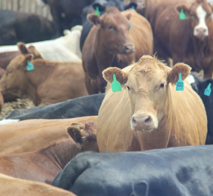 U.S. livestock: Feeder cattle rise as producers rush to buy