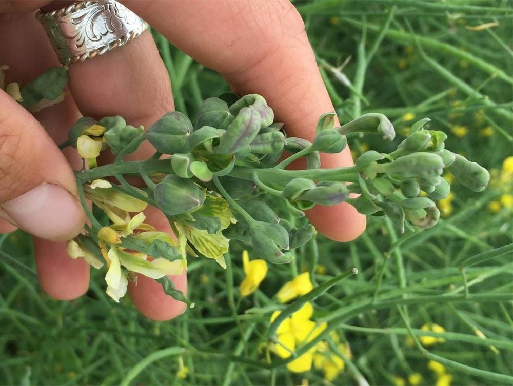 AAFC researcher suspects link between drought and aster yellows