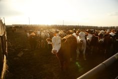 Photo: Canada Beef