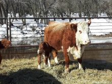 Feed an all-star diet to your beef cows after calving