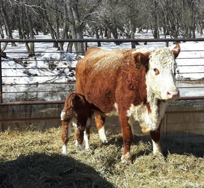 Feed an all-star diet to your beef cows after calving
