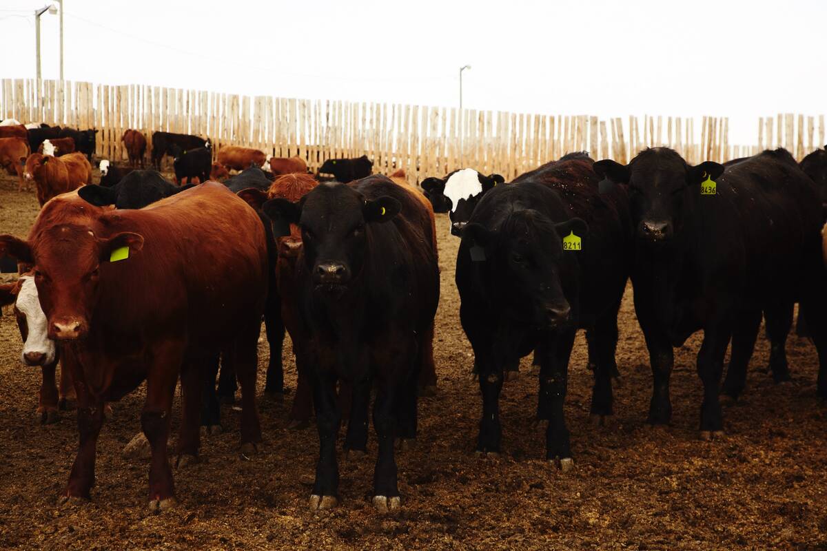 U.S. cattle herd contraction coming to an end