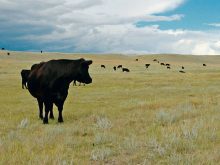 How to manage Salmonella dublin on a cow-calf operation