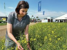 Tiny allies may help canola push through drought