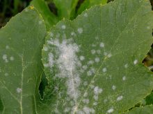 Powdery mildew on a squash leaf.