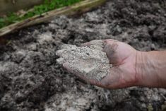 Adding wood ash to soil both practical and cost-effective