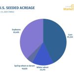 More corn to be seeded USDA forecasts