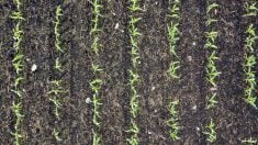 Direct seeding and continuous cropping have meant plant residues are returned to the soil every year.