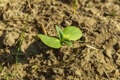How plants conserve moisture in dry conditions
