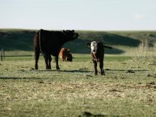 It’s estimated 70 per cent of heifers that were born in the first 21 days of calving season will cycle before their first breeding session.