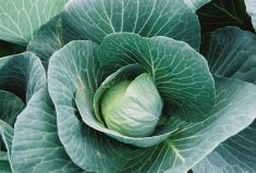 Cooking Canadian, part 1: Rediscovering cabbage