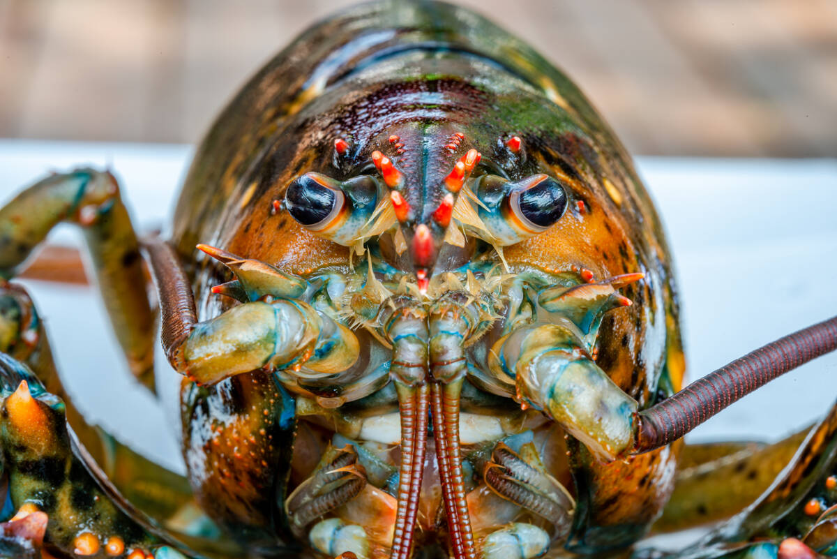 Supplementing seed with seafood