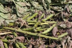 Adding another crop such as faba beans to the canola-cereal rotation may not make buckets of money this year, but it offers benefits down the road.