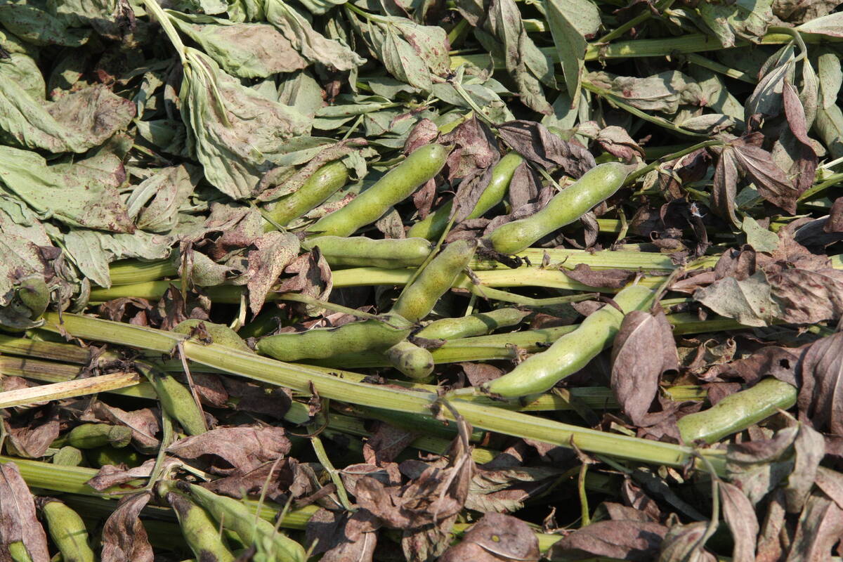 Adding another crop such as faba beans to the canola-cereal rotation may not make buckets of money this year, but it offers benefits down the road.