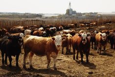 Feeder cattle supplies are expected to tighten later in spring, spurring finishers to secure supplies.