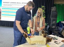 demonstration of elastic band castration on livestock