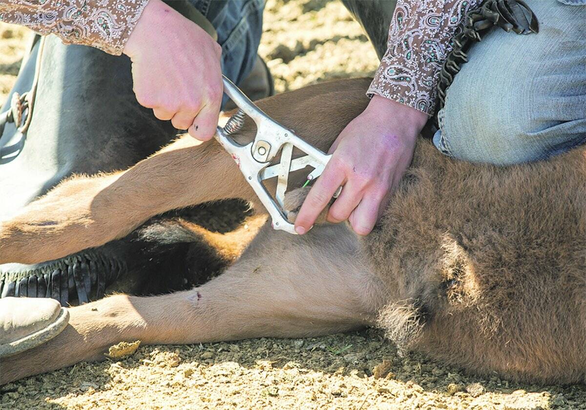 castrating a calf via elastration