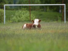 cow relaxing on a soccer pitch