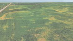 aphanomyces on field peas, aerial photo