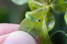syrphid fly larvae attacks aphid