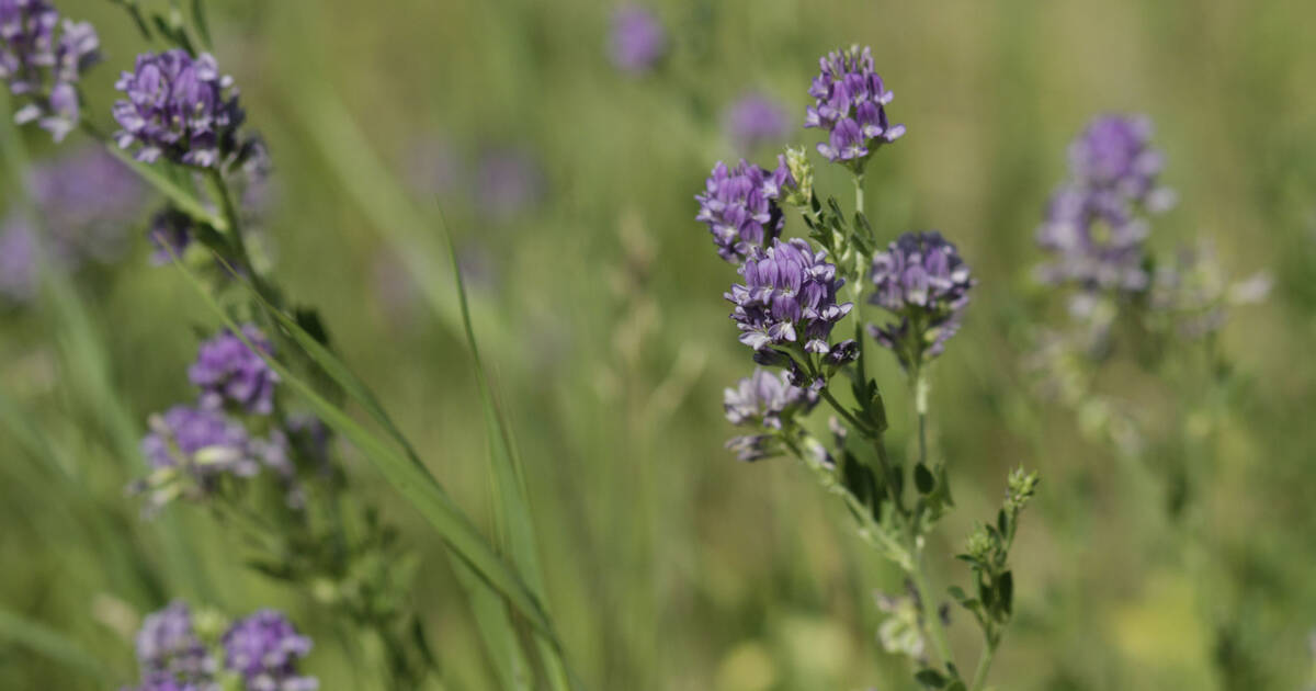 alfalfa plant in flower