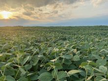 soybean field in ontario