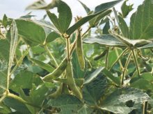 soybeans in manitoba