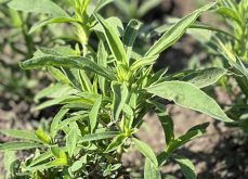 kochia in saskatchewan