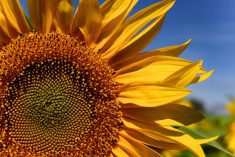 sunflower flower in close-up