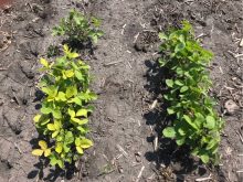 iron deficiency chlorosis in soybeans