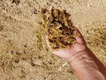 a handful of corn silage for dairy cattle