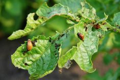 colorado potato beetle in manitoba