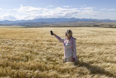 taking a picture of a cereal crop in alberta
