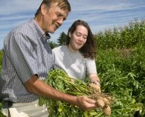 early growth of potatoes