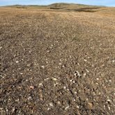 Stony soil surface of an eroded knoll.