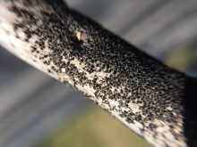 Blackleg pseudothecia on stem
