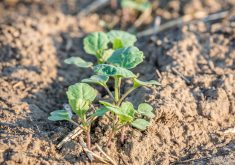 canola seedlings