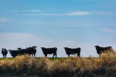 cattle