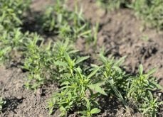 kochia
